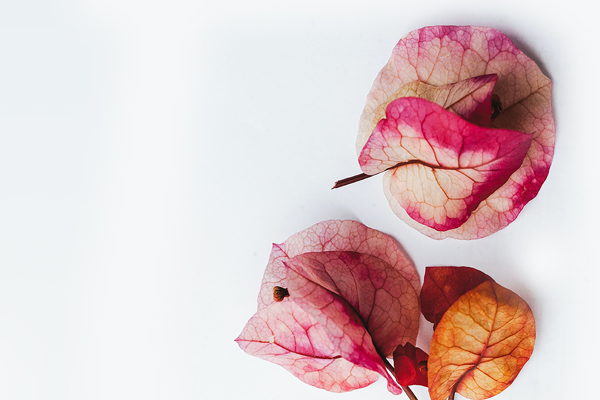 Folhas rochas e laranjas num fundo branco