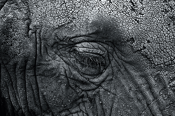 textura preta como se fosse um camale&atilde;o